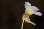Small butterwort